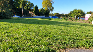 Pelouse naturelle fraîchement tondue à ras sur un terrain en pente, avec des herbes basses, des plantes spontanées, une bordure en béton et une haie de conifères en arrière-plan.